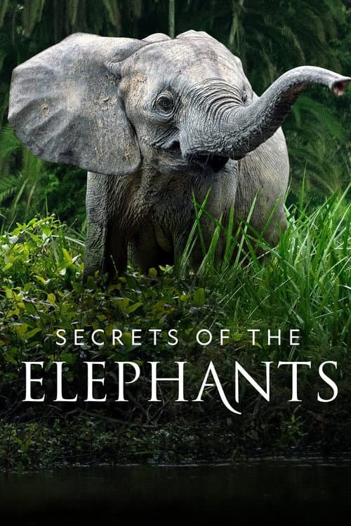 Secrets of the Elephants (2023) poster