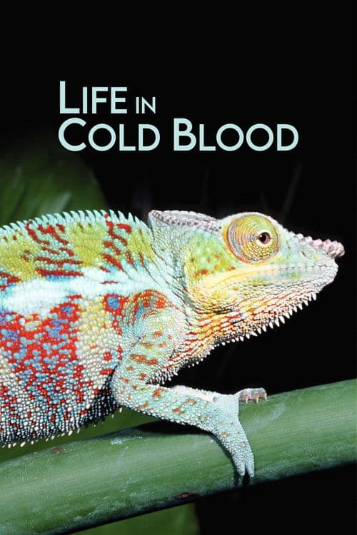 Life in Cold Blood (2008) poster